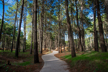Trail in a beautiful pine forest