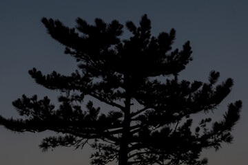 forest trees. silhouette of the top of a pine tree against a dark sky, close-up. forest and pine concept