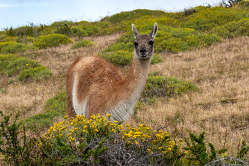 Guanaco in the Torres del Paine National Park. Patagonia, Chile