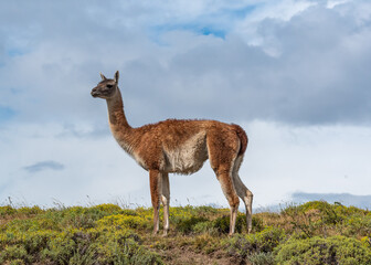 Naklejka na ściany i meble Guanaco in the Torres del Paine National Park. Patagonia, Chile
