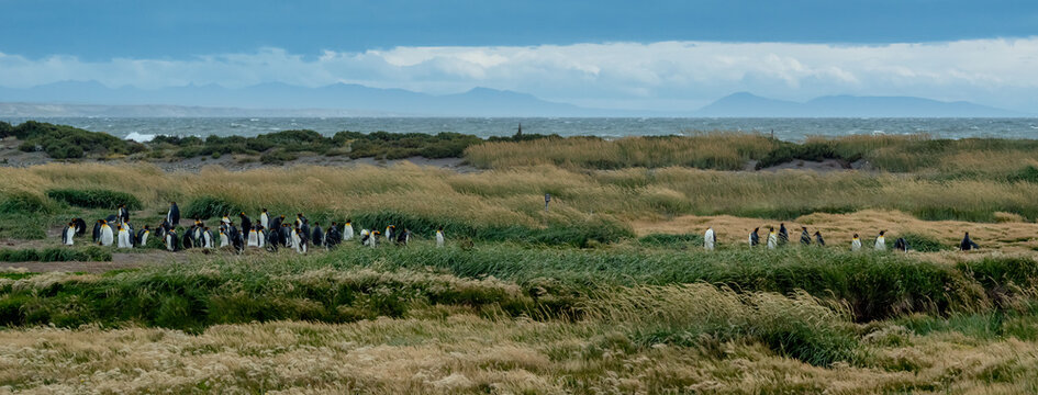 Colony of King penguins of ocean coastline in Chile