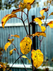 bright yellow autumn leaves on a branch