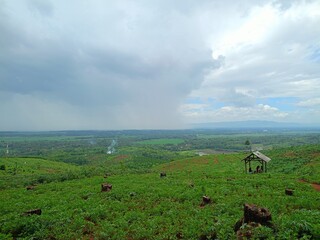 landscape with cows