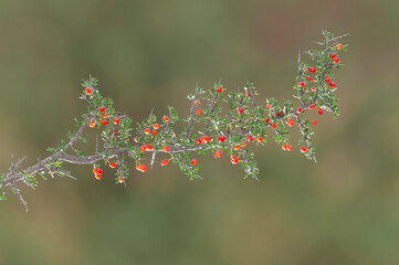 Piquillin, endemic wild fruits in the Pampas forest, Patagonia, Argentina