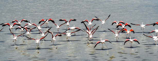 Flamingos in Laguna in Atacama desert, Chile.