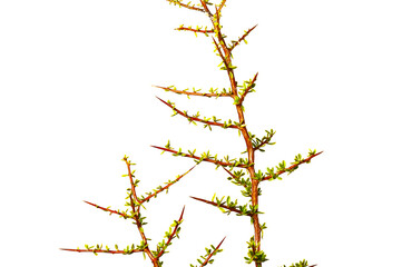 Piquillin, Leaves and thorns endemic vegetals in the Pampas forest, Patagonia, Argentina