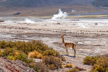 Guanaco near El Tatio geyser field in the Andes Mountains of northern Chile