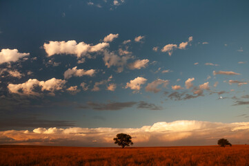 Pampas tree landscape, La Pampa province, Patagonia, Argentina.