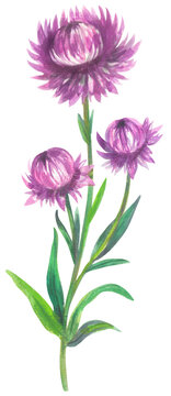 Everlasting daisy Watercolor hand drawing painted illustration.