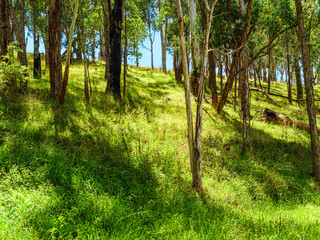 Lightly Wooded Hillside