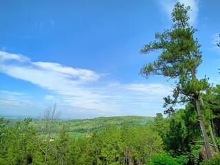 trees and sky