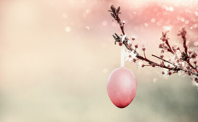 Hanging pink Easter egg on cherry blossom branch at springtime nature bokeh background with...