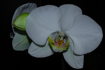 White orchid on a dark background