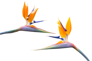 exotische blühende Strelitzien Blumen isoliert