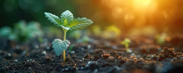 Fotobehang Germinated cannabis seed in soil © piai