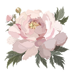 Pink peony with leaves. Vector isolated illustration.