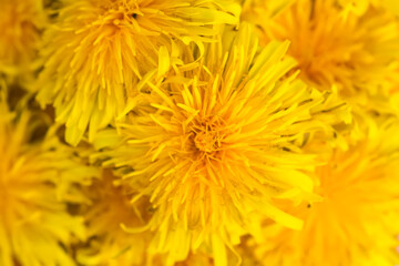 Beautiful flowers of yellow dandelions. Floral background.