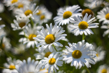 Ox-eye Daisy (Leucanthemum vulgare) in garden - soft focus