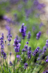 lavender flowers in a garden with natural bokeh