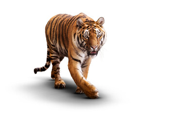 Tiger on a transparent background