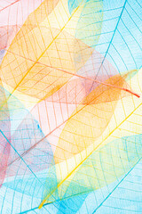 Abstract multicolor, transparent leaves of the skeleton.