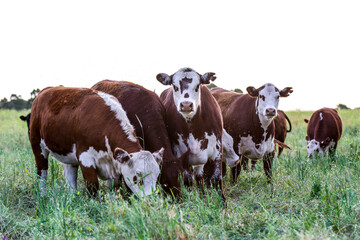 Cattle in the Pampas Countryside, Argentine meat production, La Pampa, Argentina.