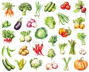 Watercolor big set of vegetables isolated on white background.