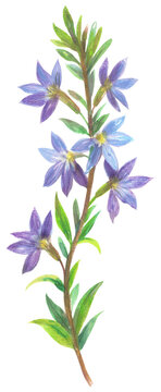 Fairy Fan Flower (Scaevola aemula) 
Watercolor hand drawing painted illustration. 