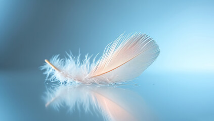 A single white feather on a reflective blue background. The concept of lightness and tenderness.