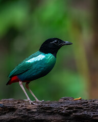 Eastern Hooded Pitta or Pitta novaeguineae seen in Waigeo, West Papua, Indonesia