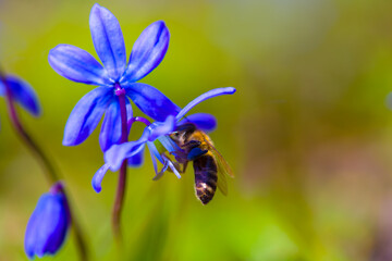 closeup bee on blue wild scilla snowdrop flower - obrazy, fototapety, plakaty