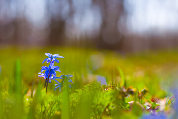closeup wild blue Scilla snowdrop flowers in a forest, beautiful outdoor spring background