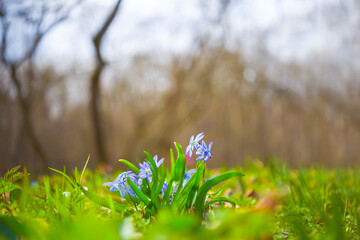 closeup wild blue Scilla snowdrop flowers in a forest, beautiful outdoor spring background