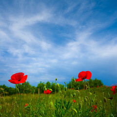 summer prairie with red poppy flowers under blue cloudy sky
