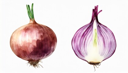 isolated watercolor onion