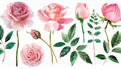 set watercolor pink flowers garden roses peonies flamingo collection leaves branches botanic illustration isolated on white background