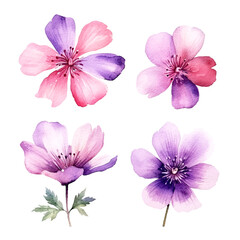 set of petals flowers watercolor