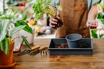 Concept of plants care and home garden.