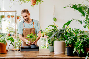 Gardener American man transplants indoor plants using shovel on table.
