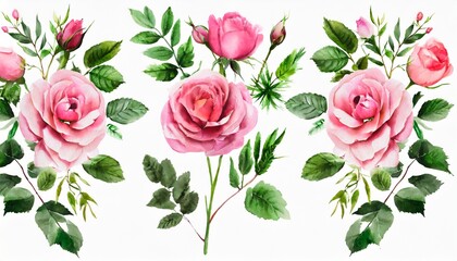 set watercolor arrangements with garden roses collection pink flowers leaves branches botanic illustration isolated on white background