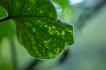 Green leaves of a tree on a blurred background