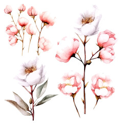 set of pink cotton flowers