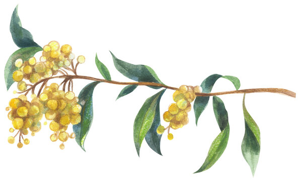 Golden Wattle (Acacia pycnantha) Watercolor hand drawing painted illustration.