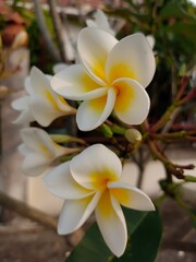 Plumeria alba flowers, Frangipani, Temple Tree, Pagoda tree, white flowers with yellow inside . In winter season, ornamental garden. Chiang Mai Thailand.