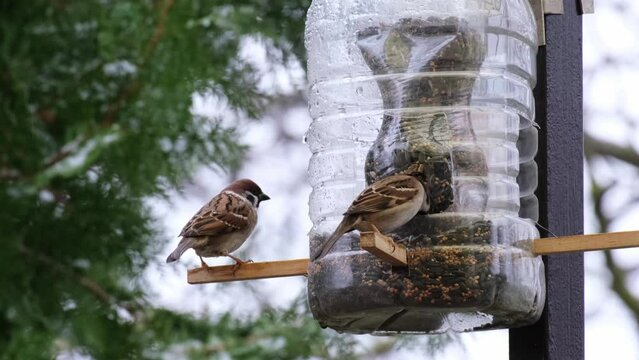 Birds eating seeds on a homemade bird feeder. Fast motion of tree sparrows and great tits flying around. Clever idea, DIY bird feeder from plastic bottles. Repurpose, reuse, PET recycling concept.