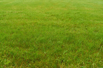 Green lawn grass on field or medaow as nature concept