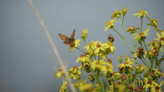 Bee and Butterfly