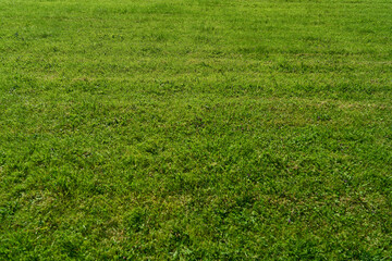 Green grass on lawn in summer as organic background texture