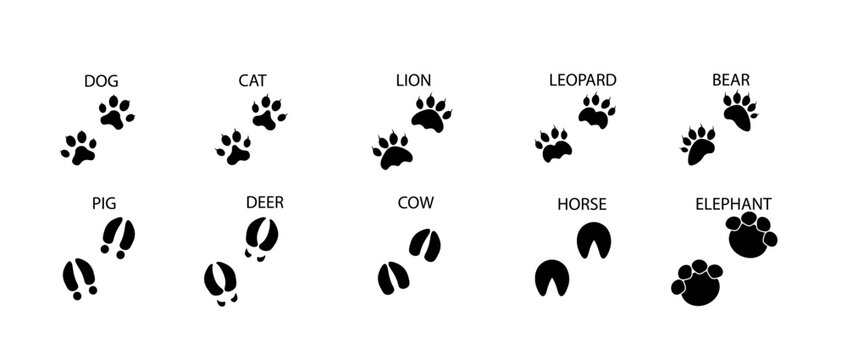 Paw print. Black vector icon. Cute pet paw silhouette. Leg of a wild animal with claws. Children's vector illustration design.