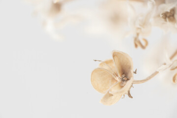 Dried beige flower close up on neutral background . macro flower. Minimal floral card. interior...
